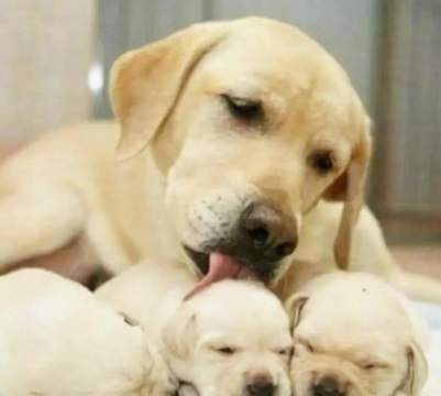 生态土鸡养殖技术，掌握关键要点，提升养殖效益