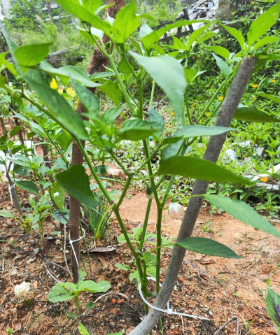 生态土鸡养殖技术，掌握关键要点，提升养殖效益