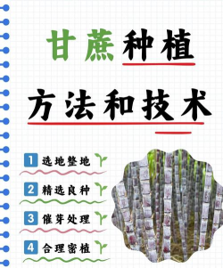 生态土鸡养殖技术，掌握关键要点，提升养殖效益