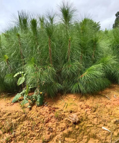 生态土鸡养殖技术，掌握关键要点，提升养殖效益