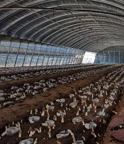 生态土鸡养殖技术，掌握关键要点，提升养殖效益