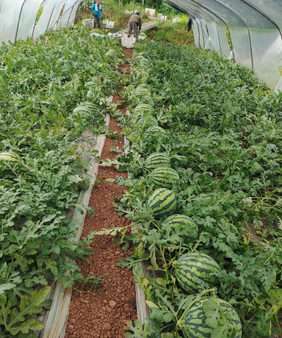 生态土鸡养殖技术，掌握关键要点，提升养殖效益