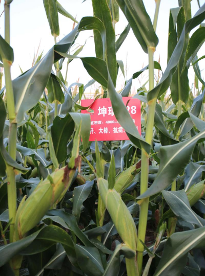 生态土鸡养殖技术，掌握关键要点，提升养殖效益