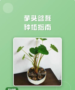 昆明花卉批发，货源渠道多，价格优势大