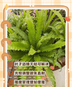 昆明花卉批发，货源渠道多，价格优势大