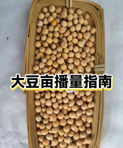 昆明花卉批发，货源渠道多，价格优势大