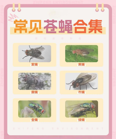 昆明花卉批发，货源渠道多，价格优势大