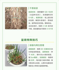 昆明花卉批发，货源渠道多，价格优势大