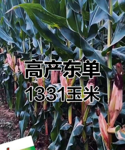 昆明花卉批发，货源渠道多，价格优势大