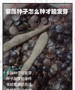 昆明花卉批发，货源渠道多，价格优势大