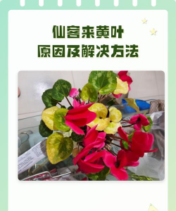 仙客来黄叶的原因和处理办法 仙客来黄叶的原因和处理办法