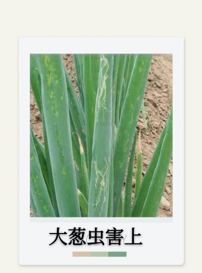 昆明花卉批发，货源渠道多，价格优势大