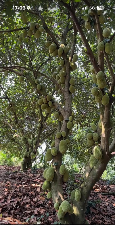 昆明花卉批发，货源渠道多，价格优势大