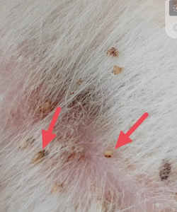 昆明花卉批发，货源渠道多，价格优势大