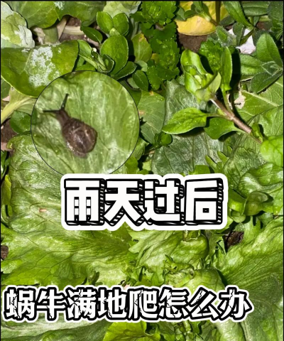 昆明花卉批发，货源渠道多，价格优势大