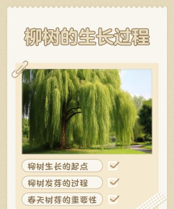 昆明花卉批发，货源渠道多，价格优势大