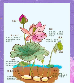 昆明花卉批发，货源渠道多，价格优势大