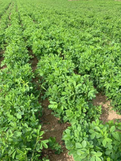 用水养花，简单易学，新手也能轻松上手