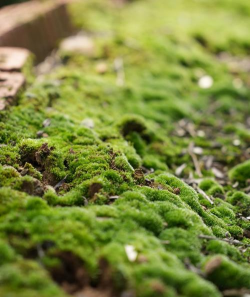 用水养花，简单易学，新手也能轻松上手