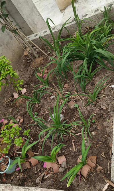 用水养花，简单易学，新手也能轻松上手