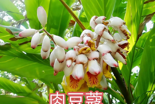 用水养花，简单易学，新手也能轻松上手