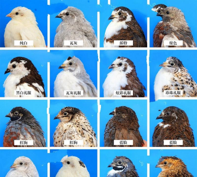 用水养花，简单易学，新手也能轻松上手