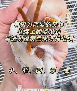 用水养花，简单易学，新手也能轻松上手