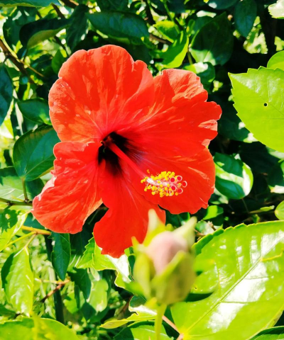 用水养花，简单易学，新手也能轻松上手