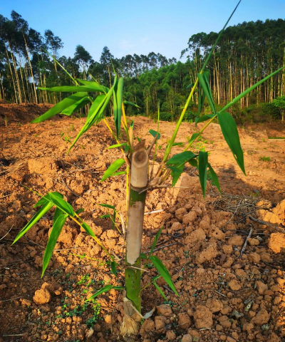 用水养花，简单易学，新手也能轻松上手