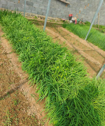 用水养花，简单易学，新手也能轻松上手