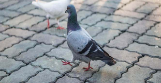 脏灰信鸽的特点 脏灰信鸽的特点