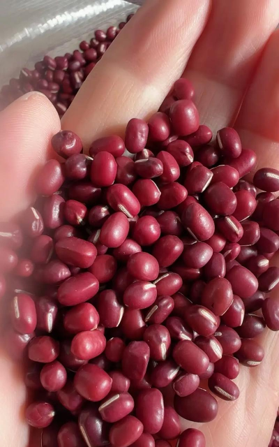 用水养花，简单易学，新手也能轻松上手