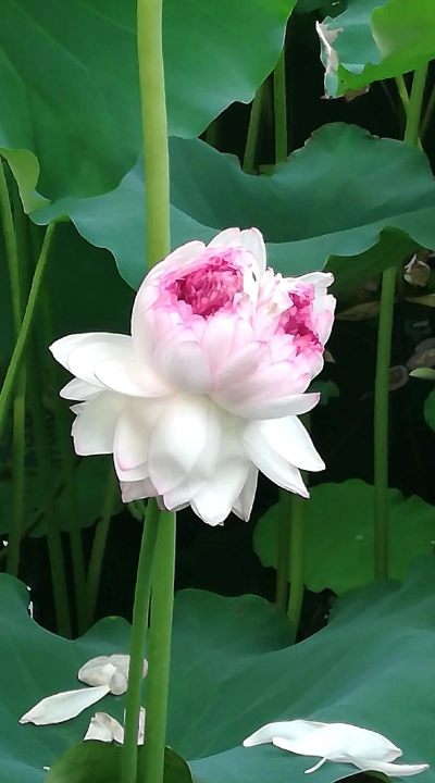 小众送妈妈的花有哪些花