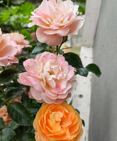 渐变花有哪些种类 渐变花有哪些种类