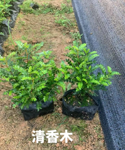 广西怡养花园大酒店，住宿体验分享，真实感受告诉你