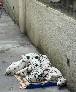 用水养花，简单易学，新手也能轻松上手