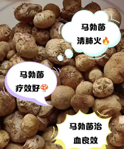 养花，新手入门指南，轻松掌握技巧