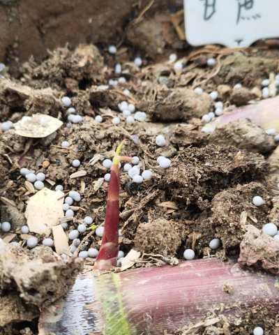 养花，新手入门指南，轻松掌握技巧