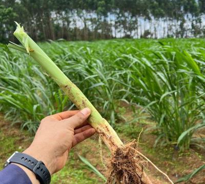 养花，新手入门指南，轻松掌握技巧