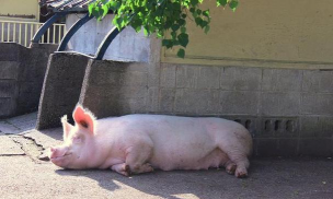 西安养殖场，选址要点，运营关键