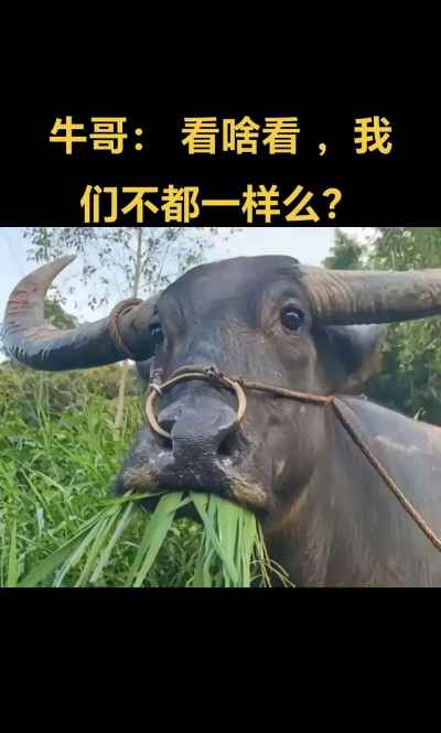 西安养殖场，选址要点，运营关键