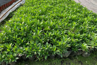 雏菊苗长什么样 雏菊苗长什么样