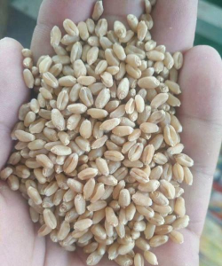 西安养殖场，选址要点，运营关键