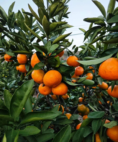 家里养花的心情说说，分享美好瞬间，感受生活温暖