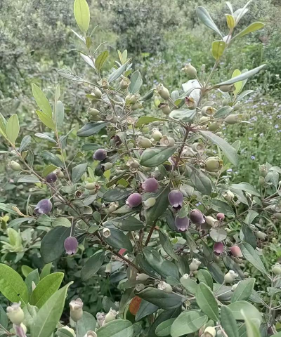 家里养花的心情说说，分享美好瞬间，感受生活温暖