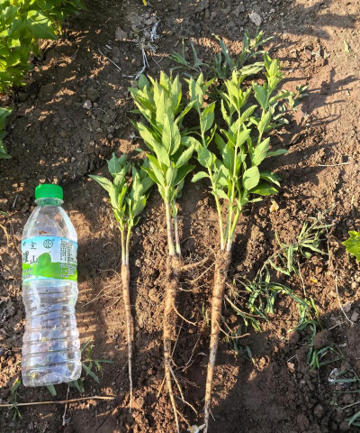 家里养花的心情说说，分享美好瞬间，感受生活温暖