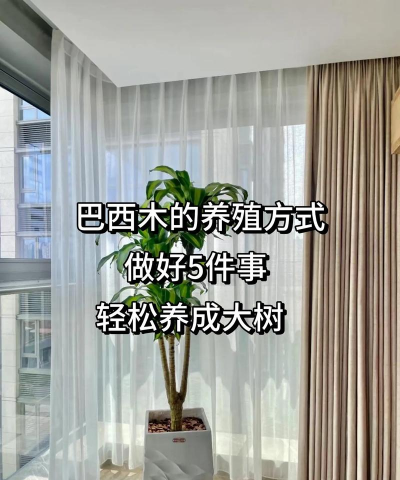 家里养花的心情说说，分享美好瞬间，感受生活温暖