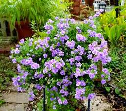 山东水产养殖，提升养殖效益，掌握关键技术