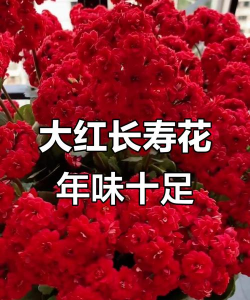 家里养花的心情说说，分享美好瞬间，感受生活温暖