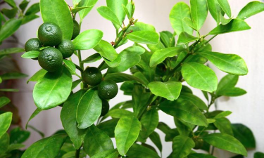 家里养花的心情说说，分享美好瞬间，感受生活温暖